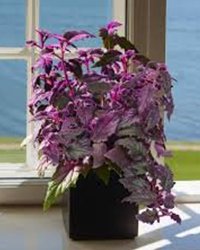 Purple Passion Plant